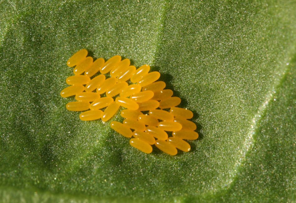 Huevos de escarabajo de patata de Colorado