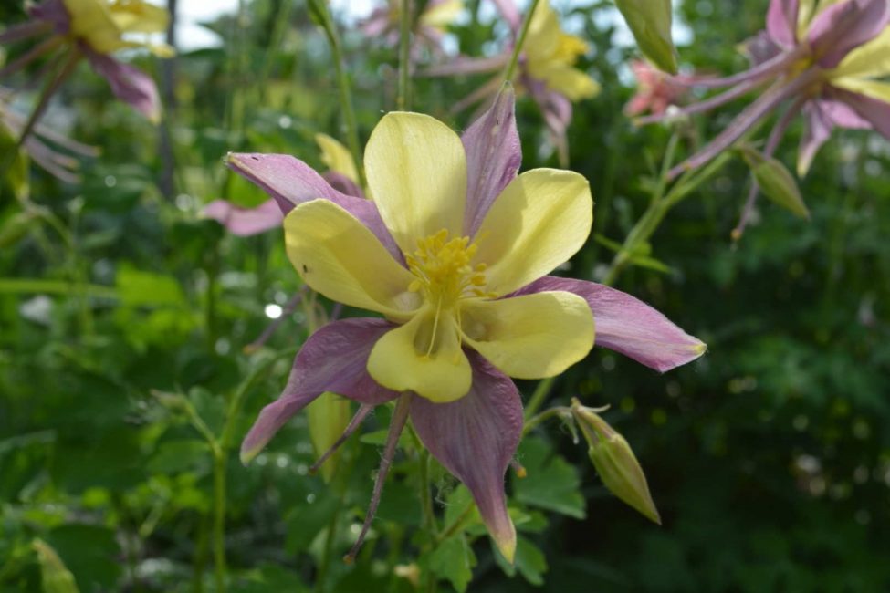 Aquilegia plantering och skötsel