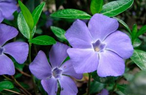 Periwinkle: kuvaus päälajeista, hoito- ja lisääntymissuositukset, lääkeominaisuudet (50+ valokuvaa ja videota) + arvostelut