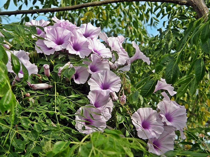 Varietat Ipomoea purpurea