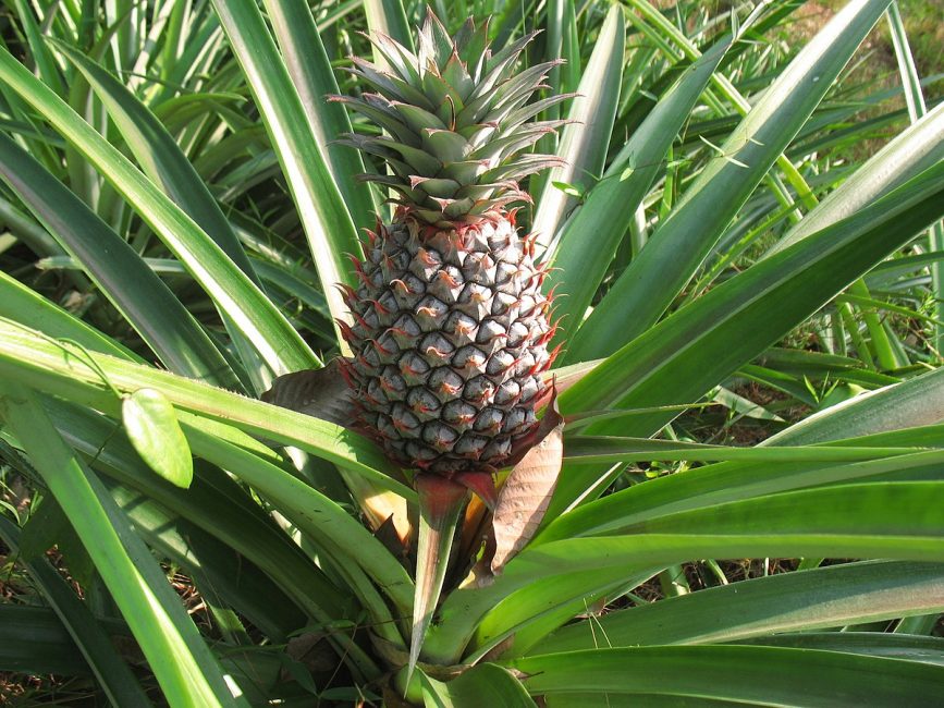 Plàntula de pinya amb fulles que hi broten