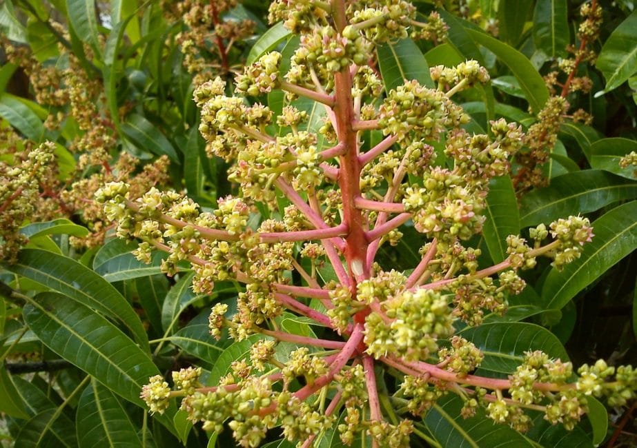 Inflorescència emergent de mango