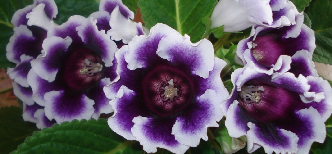 Πανέμορφη Terry Gloxinia