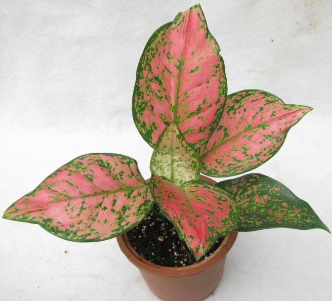 Aglaonema Siamese -lehdet, joiden lehdissä on violetti sävy