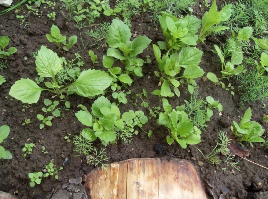 Aquest mètode consisteix a plantar llavors immediatament a terra oberta. Podeu sembrar-los tant a la primavera com a la tardor.