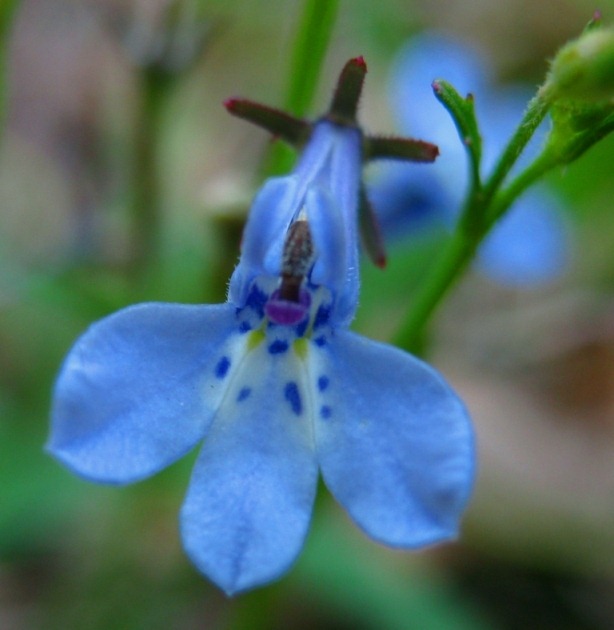 Una de las formas salvajes de Lubelia.