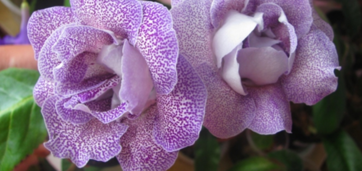 Gloxinia Royal (Gloxinia Regina)