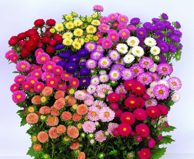 Els asters són un gènere de plantes perennes molt nombroses.