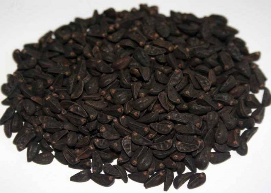 Llavors d'Ipomoea