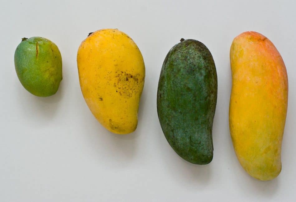 Diversos tipus de fruites de mango