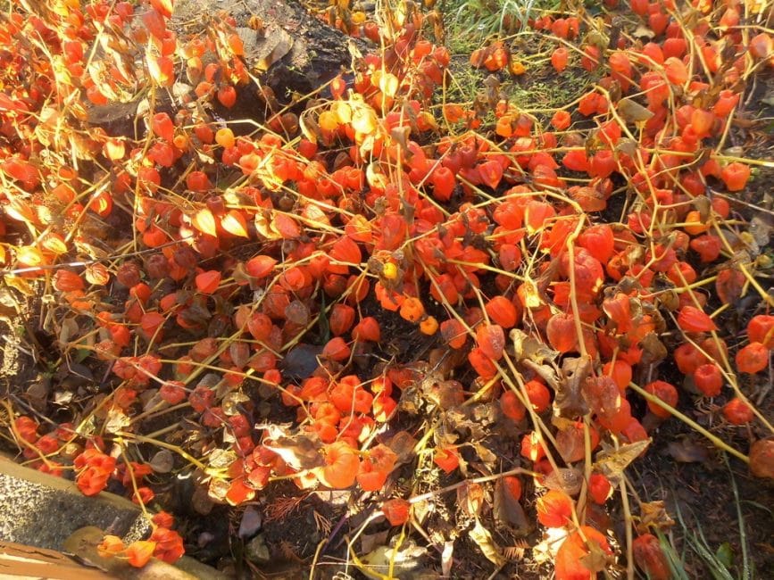 Physalis άγρια ​​με μεγάλο αριθμό καρπών, που καλλιεργείται σε φυσικές συνθήκες
