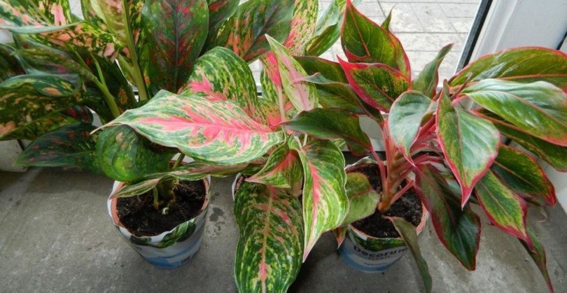 Aglaonema pohjoisella ikkunalaudalla