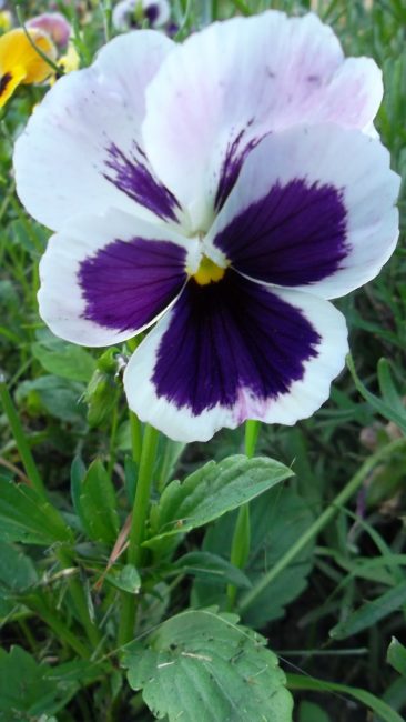 Violetti Wittrock