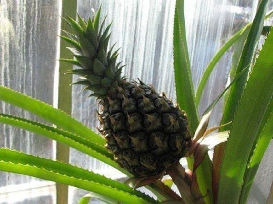 Pinya que no té llum. Es nota un clar allargament de la tija i del con de creixement