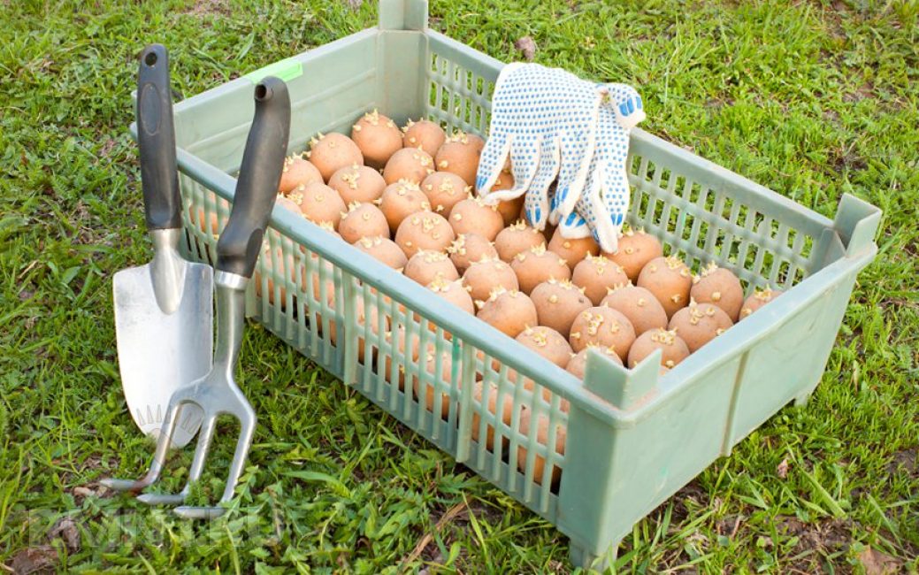 Patatas antes de plantar