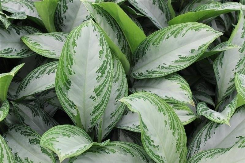 Aglaonema Silver Queen muutamalla viheralueella lehdissä