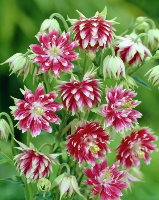 Aquilegia hybrid