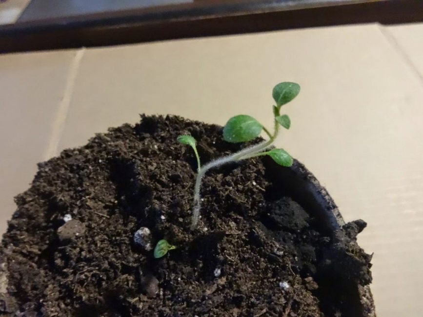 Perunan taimet istutettaessa yksittäisiin ruukuihin