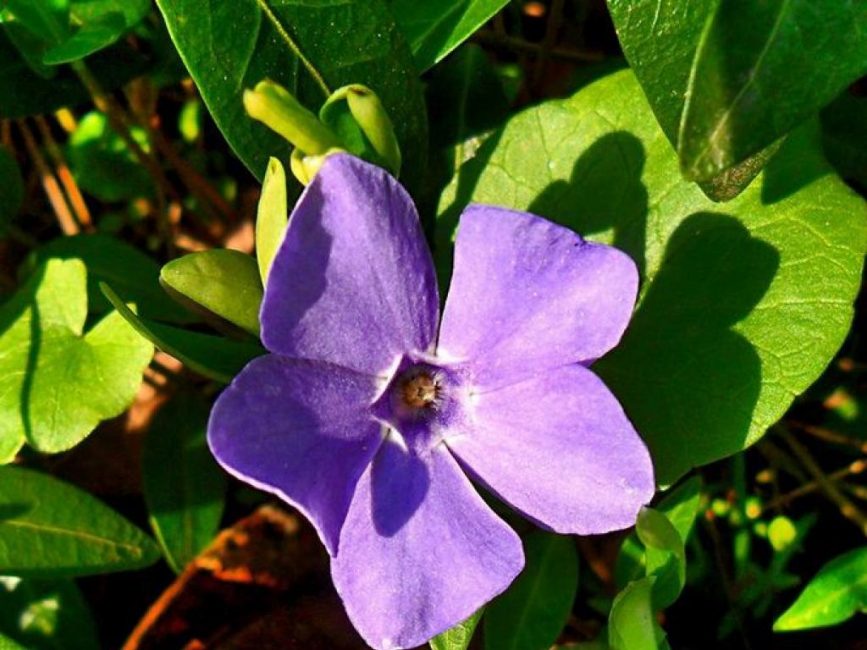 Planta de sombra de bígaro