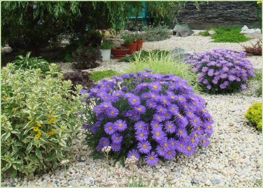 aster alpí