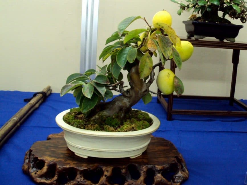 Acrobacia en el cultiu de mango: una planta fructífera a l'estil dels bonsai