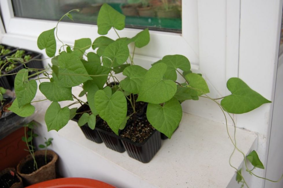 Les plàntules d'Ipomoea abans de plantar-les a terra oberta