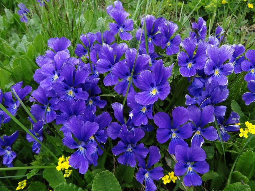 Viola Altai