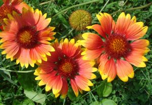 Gaillardia perennial: kuvaus, siemenistä kasvatus, istutus avoimeen maahan ja hoito (45+ valokuvat ja videot) + arvostelut
