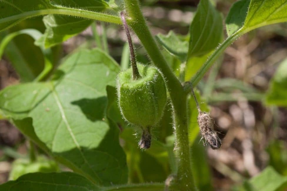 φράουλα physalis