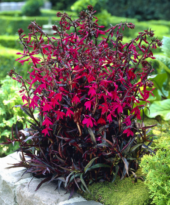 Lobelia perenne