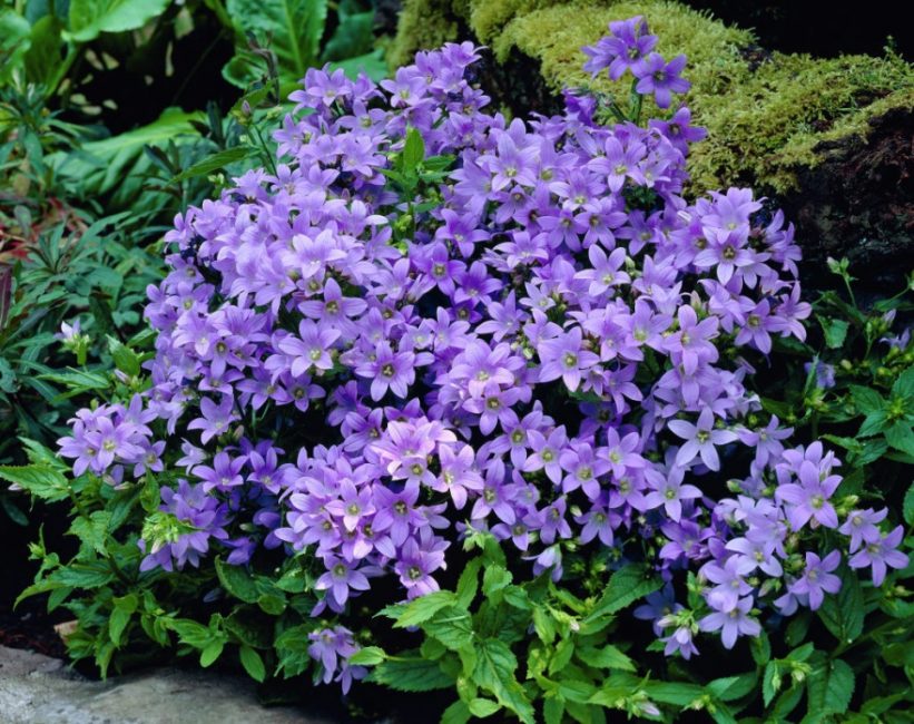 Bluebell-lajike Border Blues