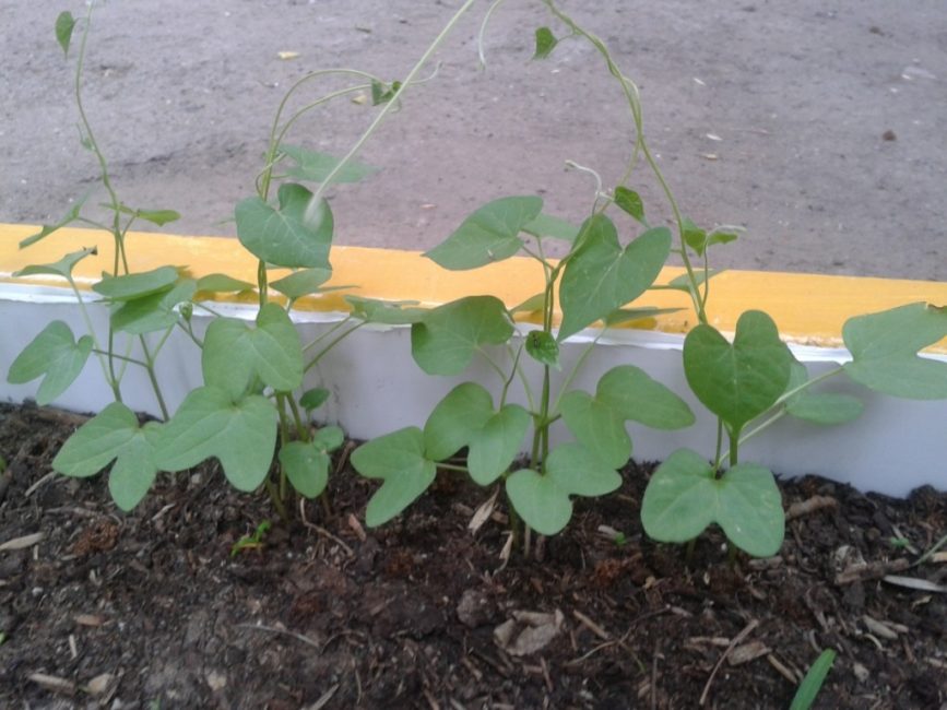 Ipomoea plantada en terra oberta