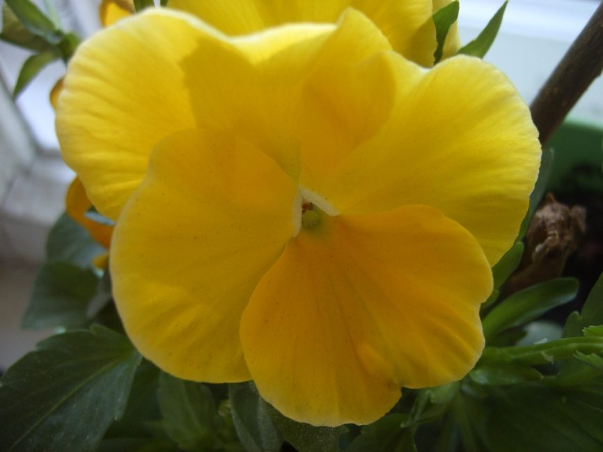Viola keltainen