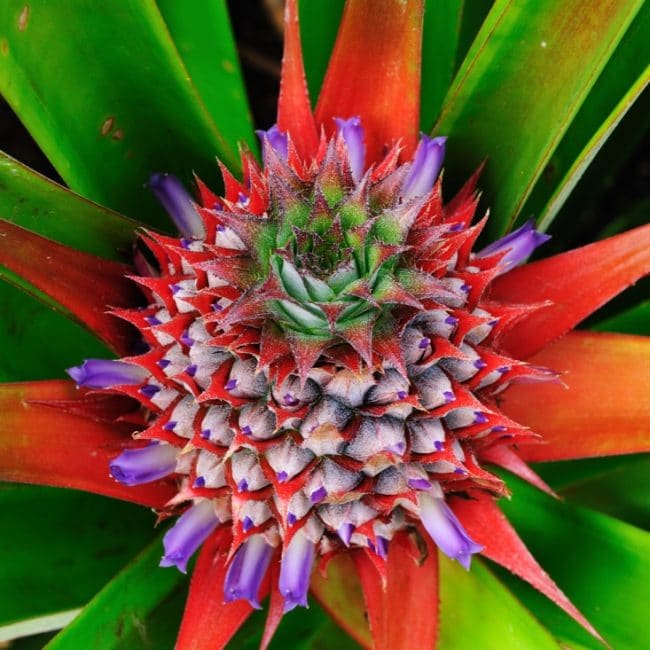 Inflorescència de pinya. Les flors que hi ha estan disposades en espiral.
