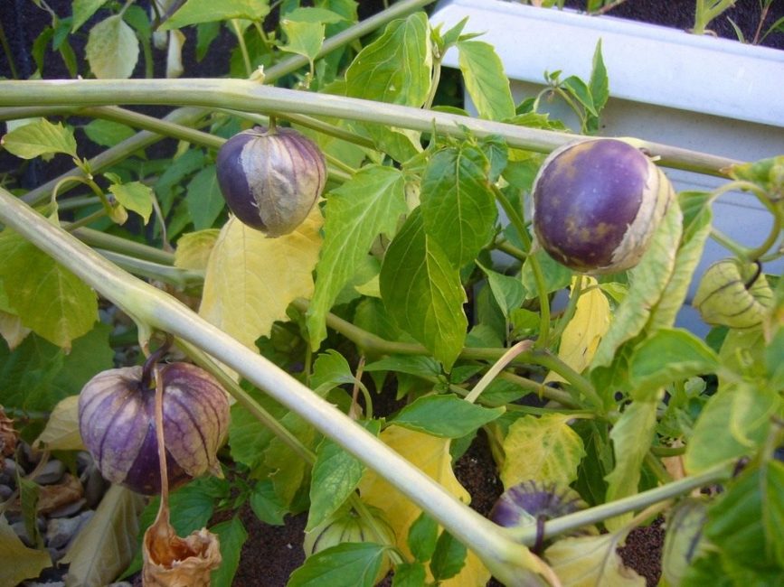 Μωβ μορφή φυτικού physalis