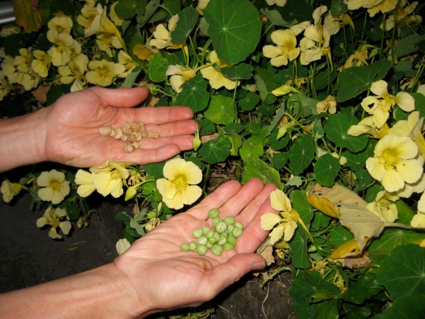 Nasturtiumfrön kan samlas in självständigt och planteras under efterföljande år