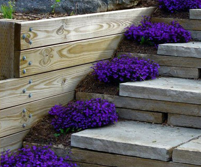 lobelia compacta