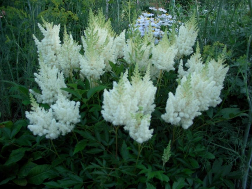 astilbe sarışın