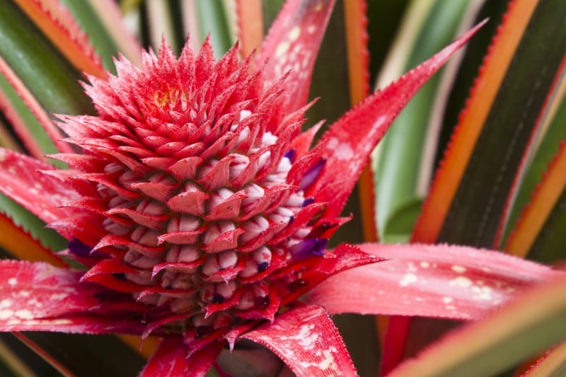 flor decorativa de pinya
