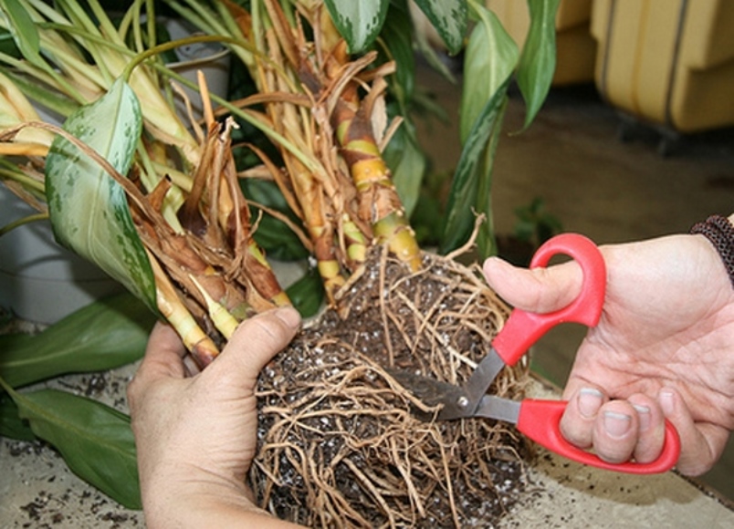 Aglaonema-pensaan erottaminen siirron aikana