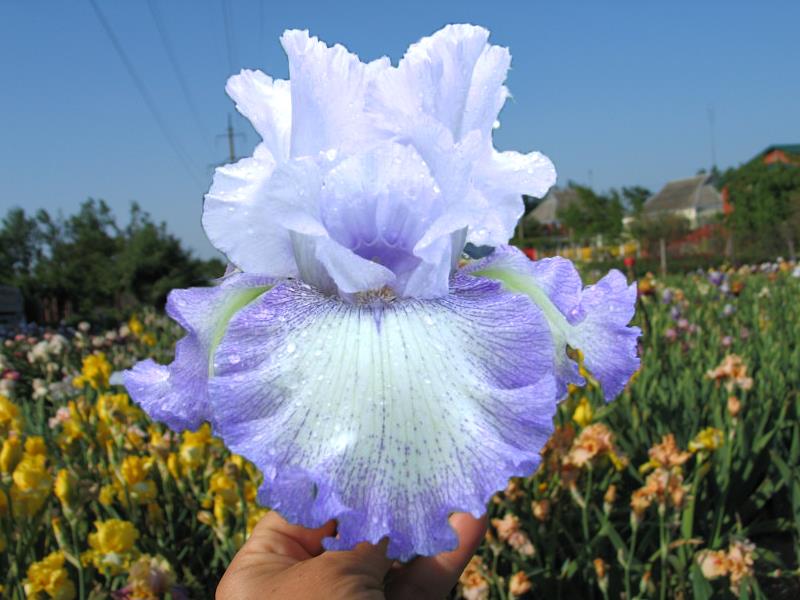 Acoma iiris