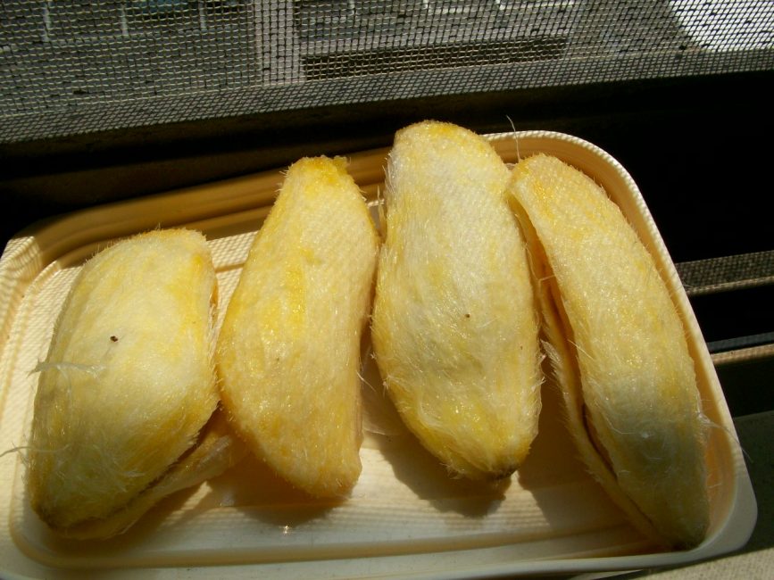 Pous de mango a rodanxes a punt per sembrar