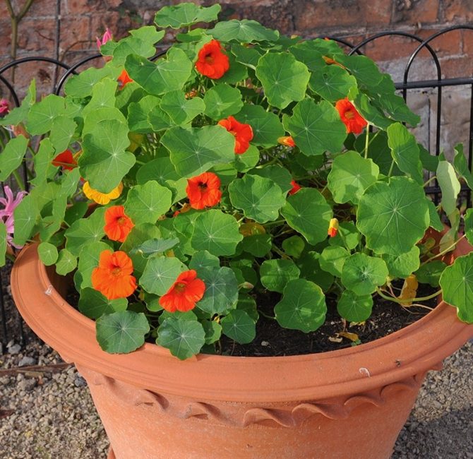 Ett av alternativen för att placera i en blomkruka