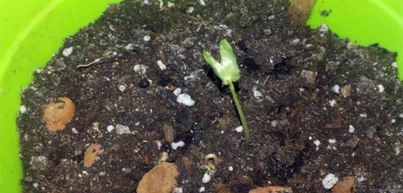 itäneet aglaonema-siemen