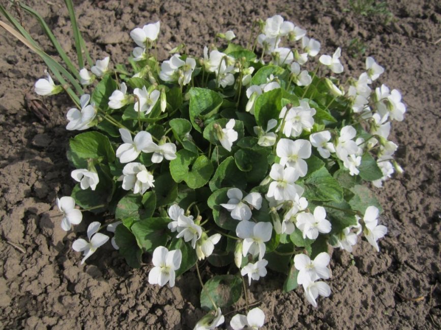 Viola Sororia