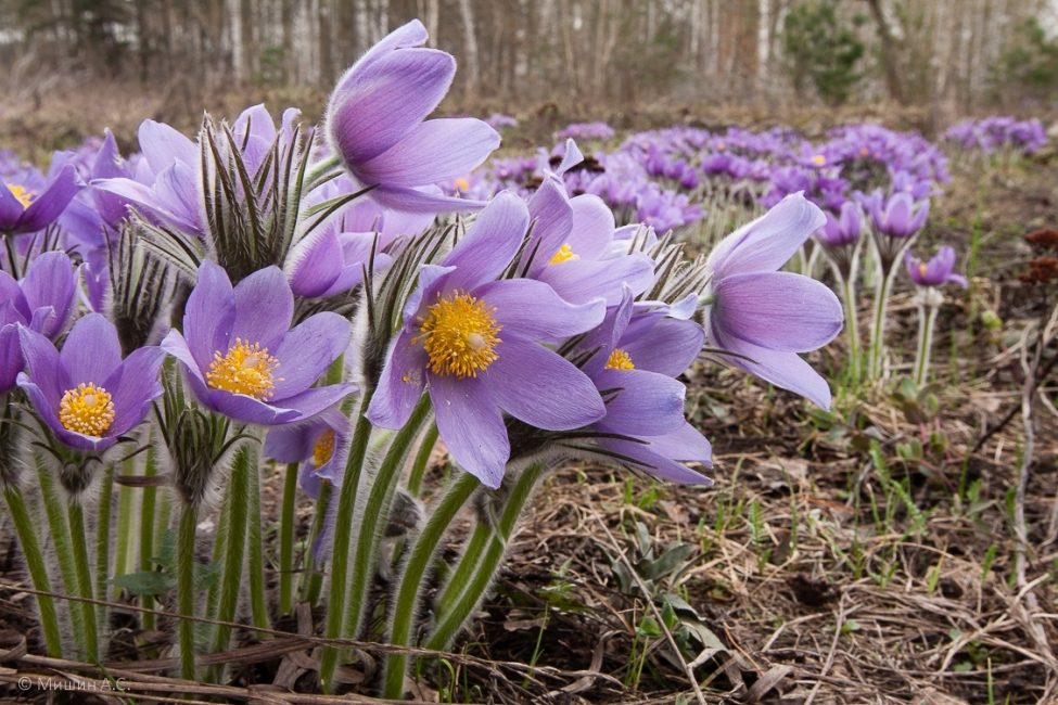 Pulsatilla ordinaria
