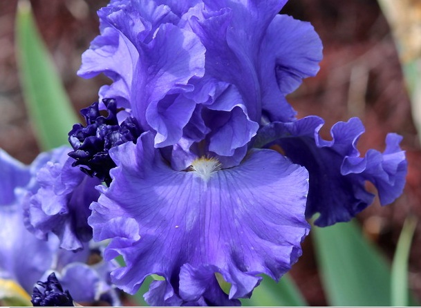 Itämeren iiris