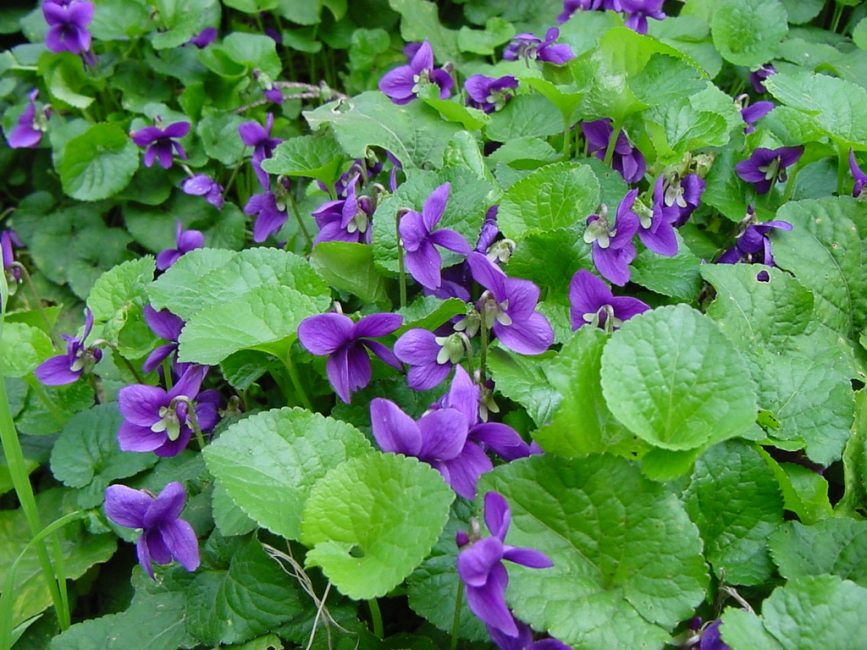 Tuoksuva violetti