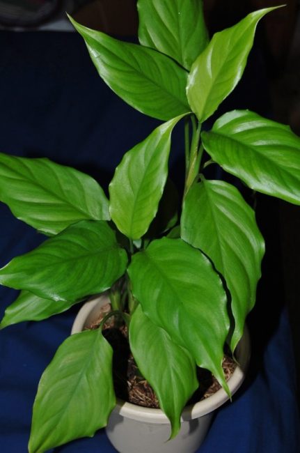 Aglaonema kohtalainen