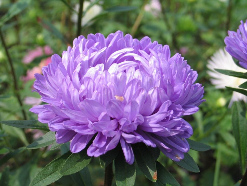 aster peonia